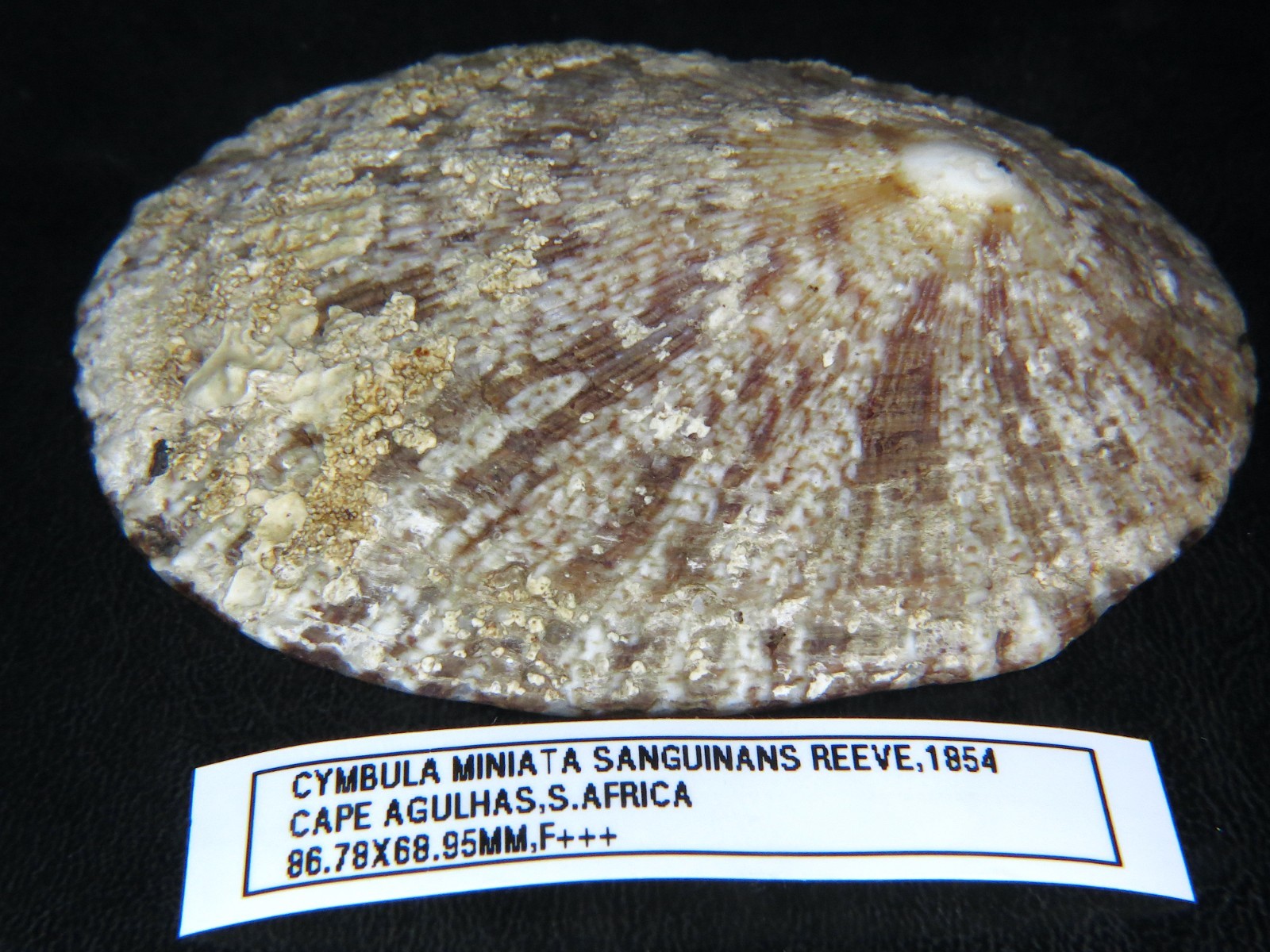 CYMBULA MINIATA SANGUINANS: ABSOLUTE GIANT @ 86.78 X 68.95MM LARGEST I\'VE SEEN
