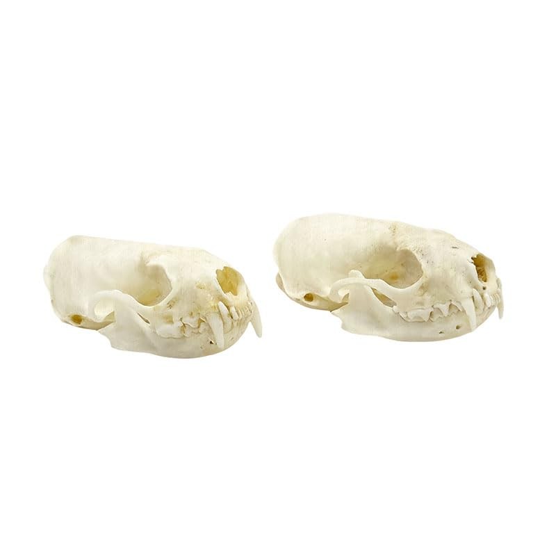 2pc Authentic Mink Skull Specimen, Real Animal Bone for Collection, Gothic St...