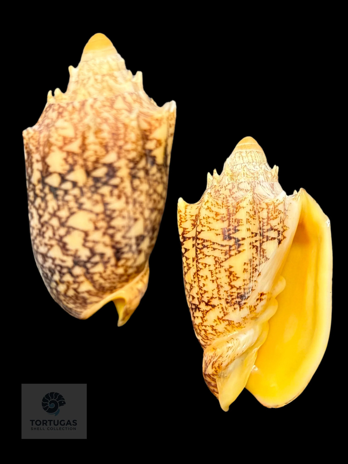 Cymbiola chrysostoma 61.39mm F++/Gem