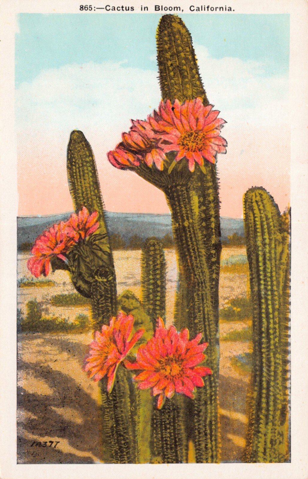 Echinopsis Hedgehog, Sea-Urchin, Easter Lily Cactus Botanical Vtg Postcard CP409
