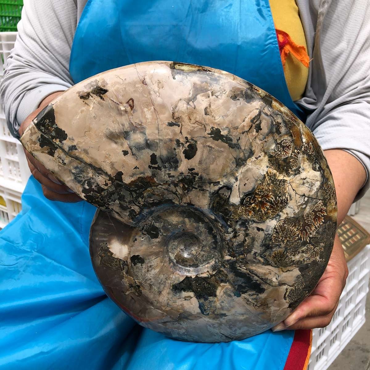 8.25LB Natural Beautiful Ammonite Fossil Conch Crystal Specimen Healing 4616