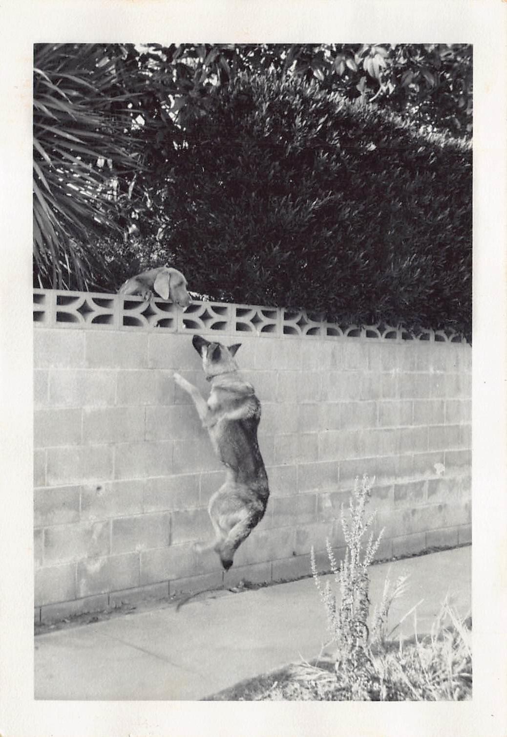 Vintage German Shephard Jumping Puppy Dog 1970s Photo Cinder Block Fence Playing