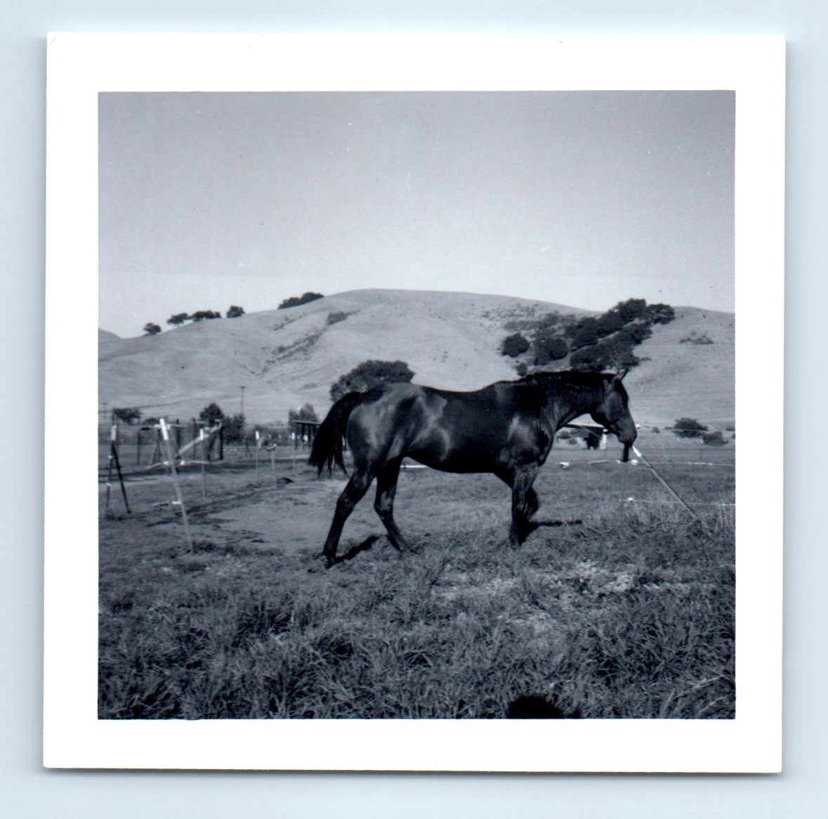 Old Vintage Square Photo HORSE ON RANCH HILLSIDE FARM LANDSCAPE SNAPSHOT PICTURE