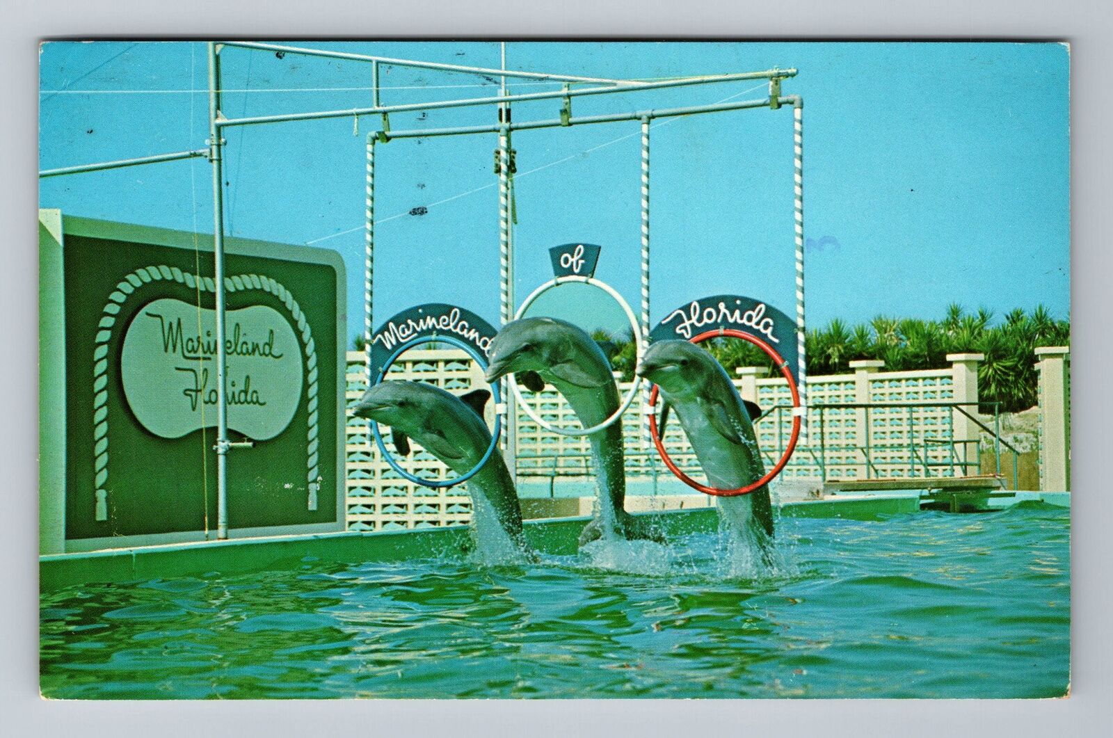 Marineland FL-Florida, Dolphins Doing Tricks, Vintage c1970 Postcard