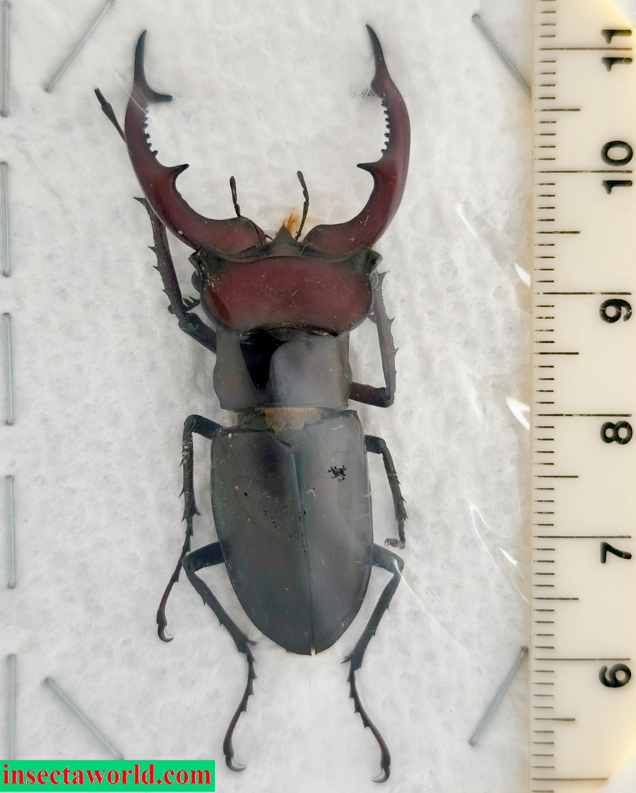 Lucanidae Lucanus (s. str.) elaphus USA (Maryland) male 51 mm