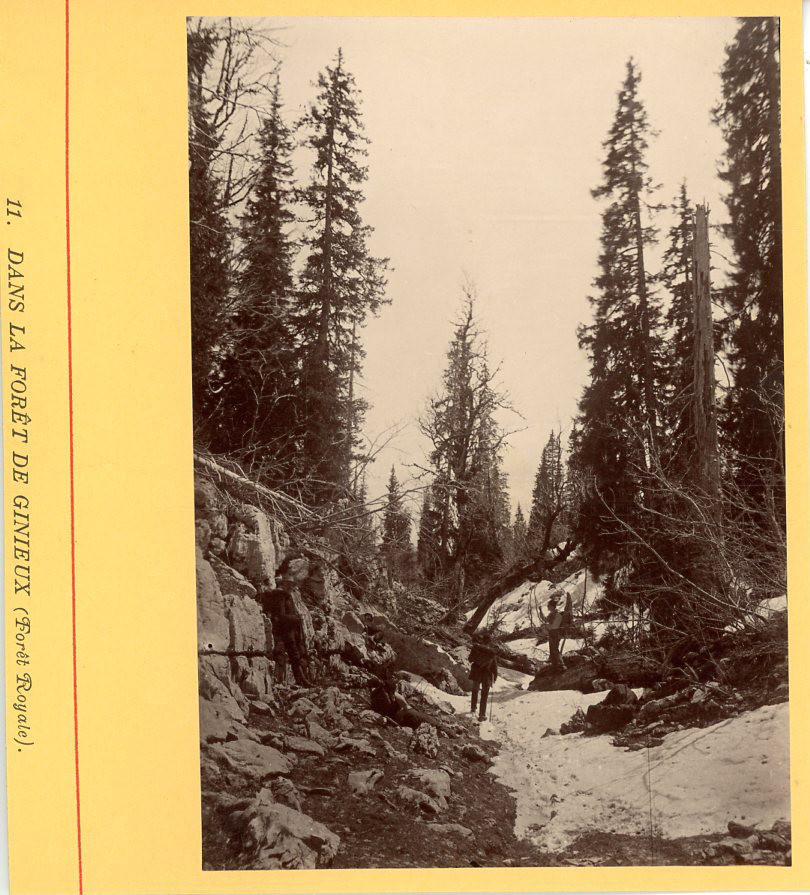 France, Dans la Forêt de Ginieux (Forêt Royale) Vintage Albumen Print. Photo collar