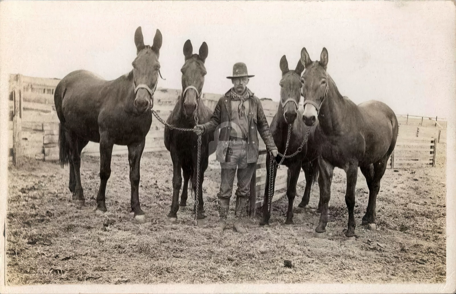 Man with Four Horses Cowboy RPPC Photo Postcard COPY
