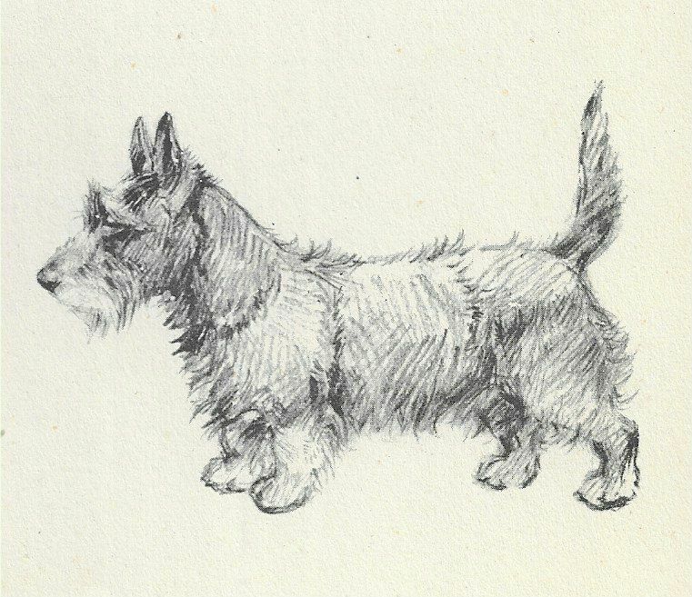 Scottish Terrier #2 - CUSTOM MATTED - Vintage Dog Print - 1948 KF Barker Scottish Terrier #2 - CUSTOM MATTED - Vintage Dog Print - 1948 KF Barker