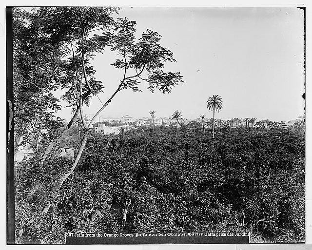 Photo:Jaffa Tel Aviv Israel 1900s Orange Groves View from Groves