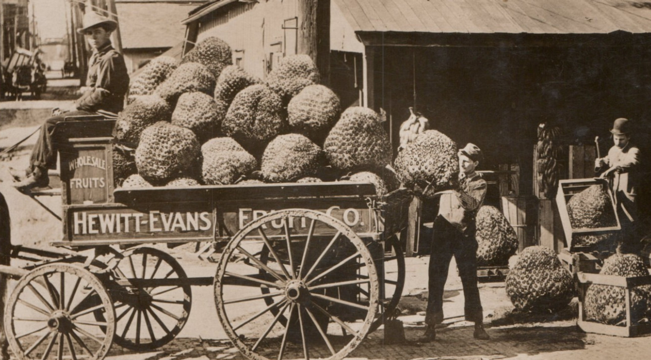 Exaggerated Strawberries Hewitt Evans Wholesale Fruit Co Martin Postcard co RPPC