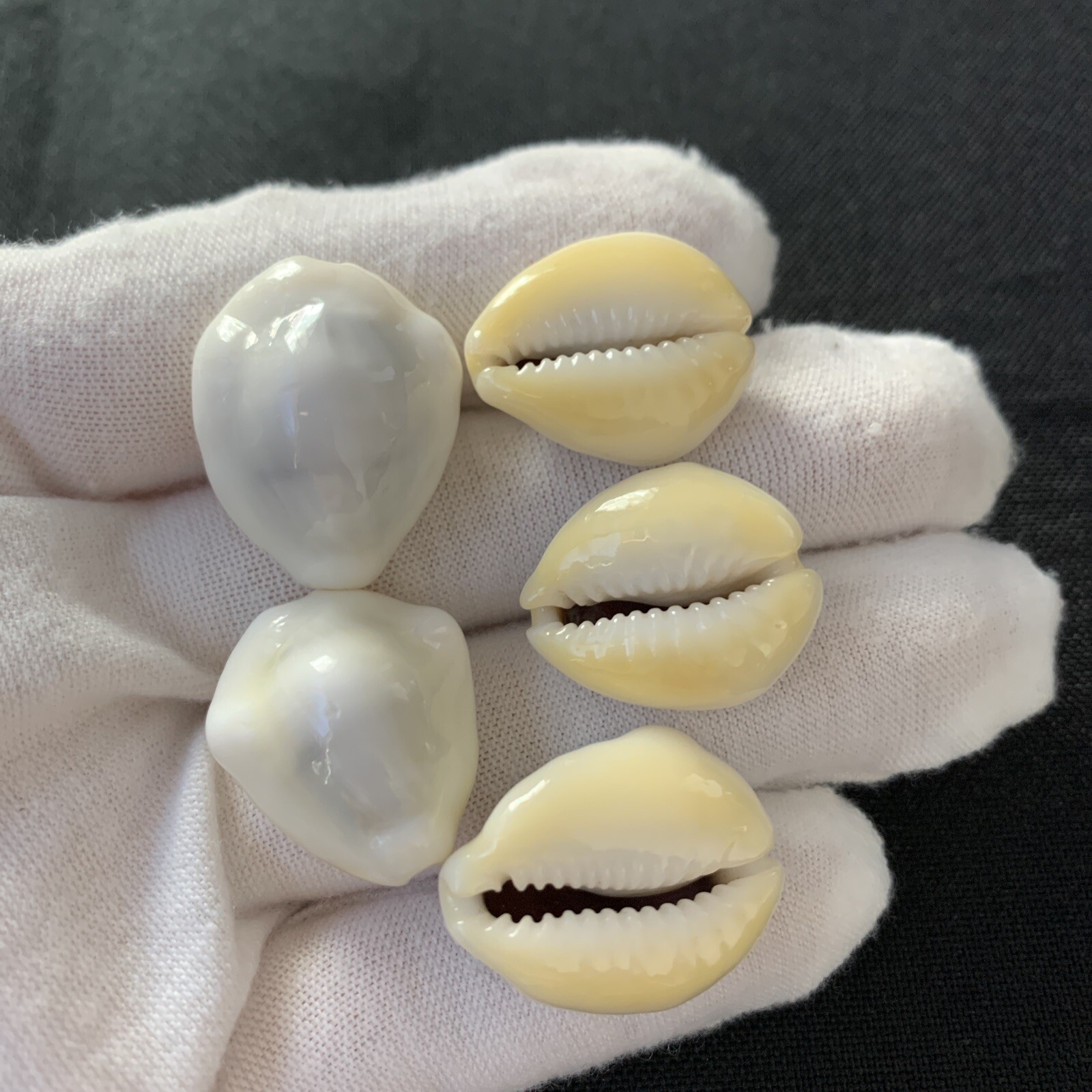 Monetaria moneta f. venefica (Lorenz, 2017) #01 21-24mm, Cowries From Tuamotu