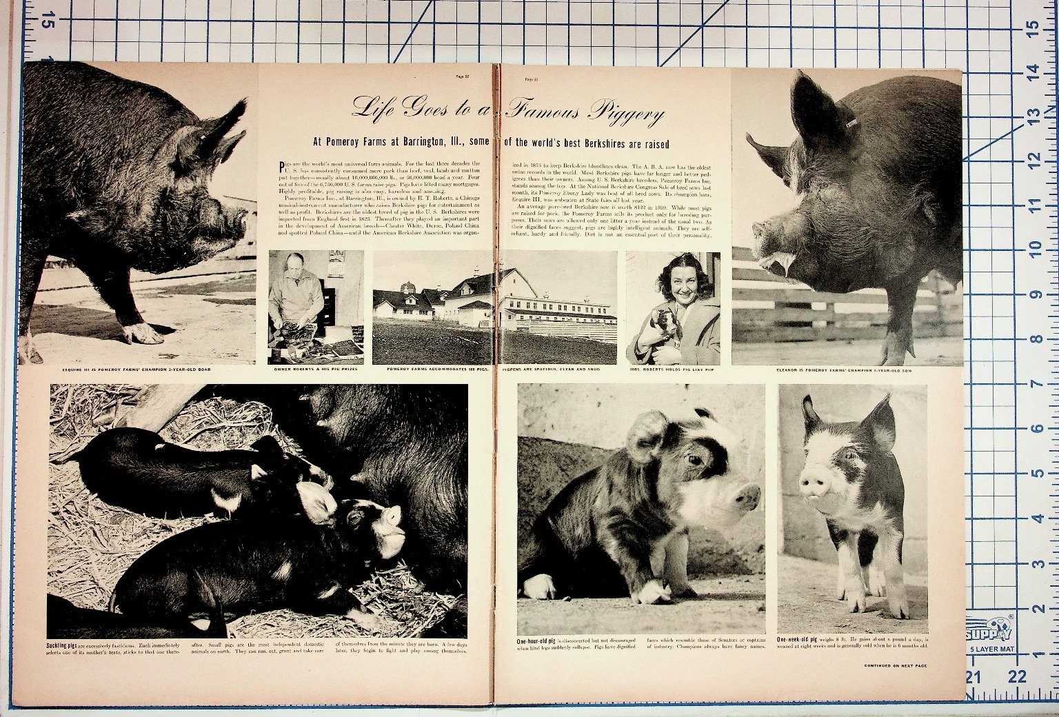 Vintage 1930s Pomeroy Farms Piggery Article Barrington IL Berkshire Pigs Vintage 1930s Pomeroy Farms Piggery Article Barrington IL Berkshire Pigs