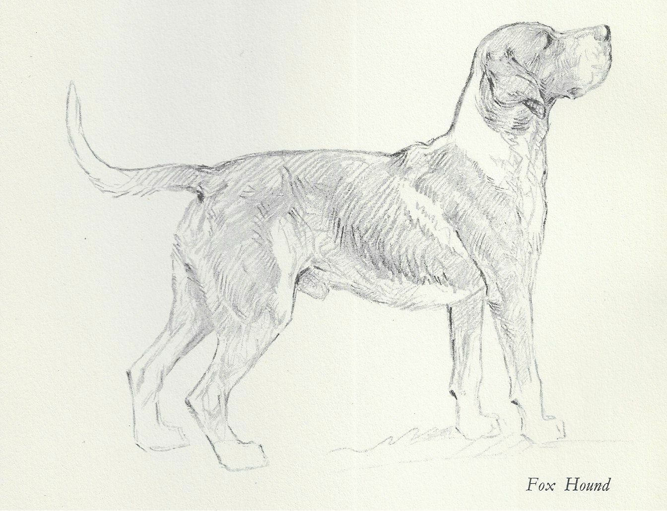Foxhound - Vintage Dog Art Print - 1938 KF Barker Foxhound - Vintage Dog Art Print - 1938 KF Barker