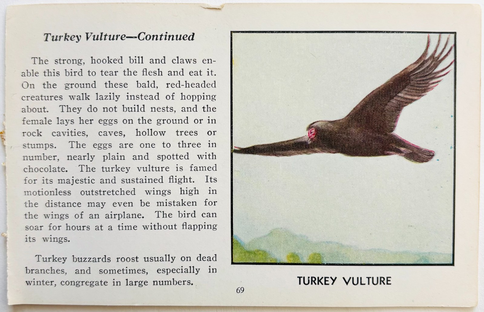 1931 Turkey Vulture Bird Plate Print Moller Nature Red Book Birds Of America A7D