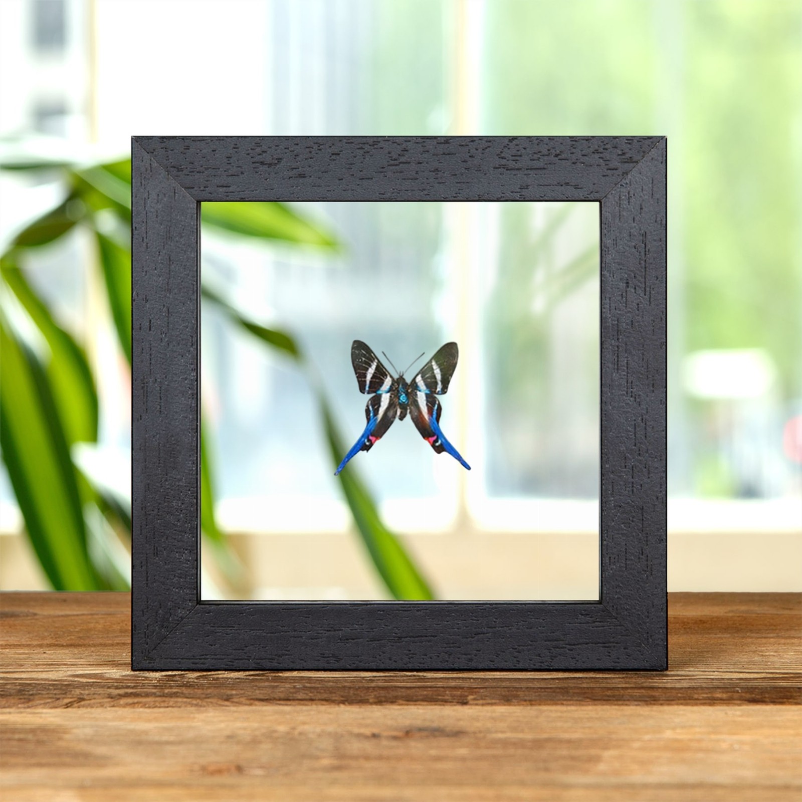 Long-tailed Metalmark Framed Butterfly In Clear Glass Frame (Rhetus arcius)