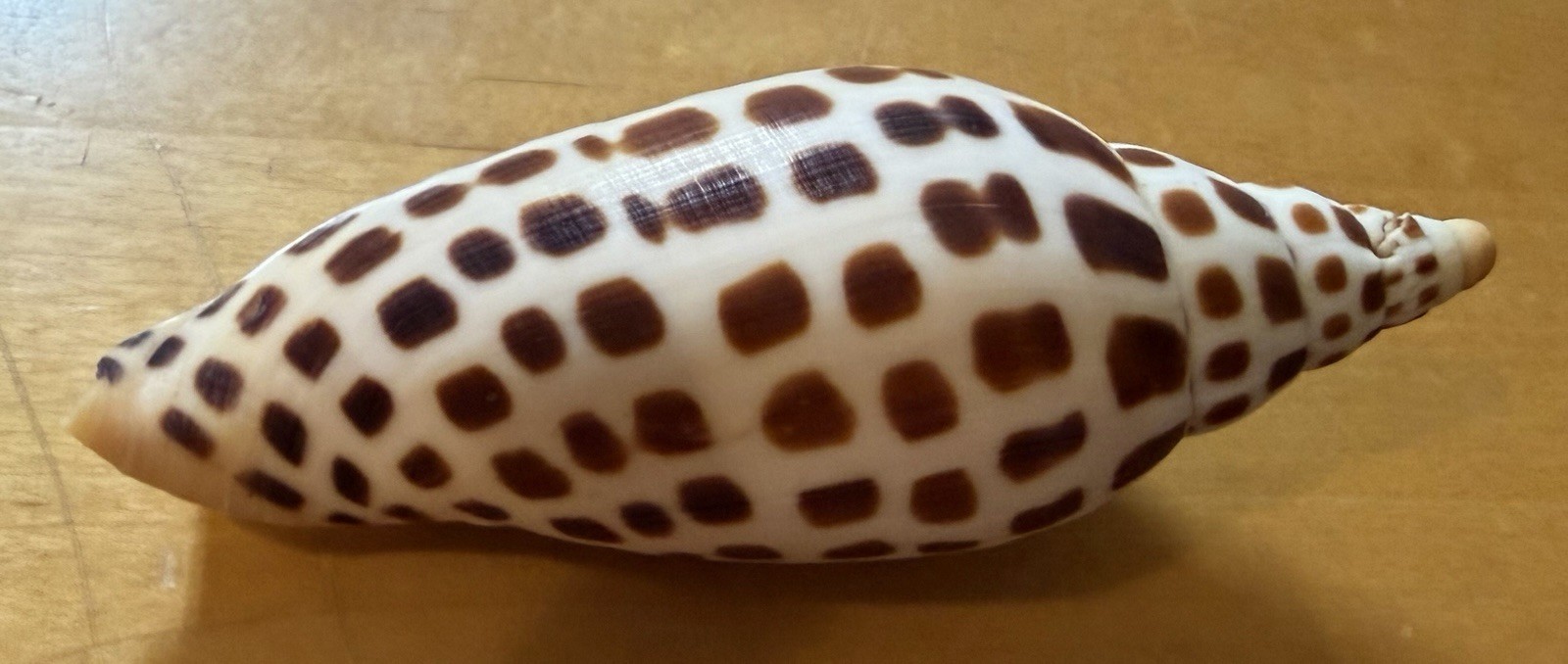 Scaphella Junonia Large 4 3/4\ Scaphella Junonia Large 4 3/4\