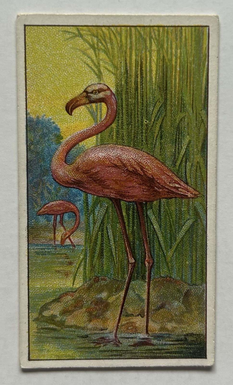 Morris Marvels Universe Flamingo Bird Tobacco Card CC7 