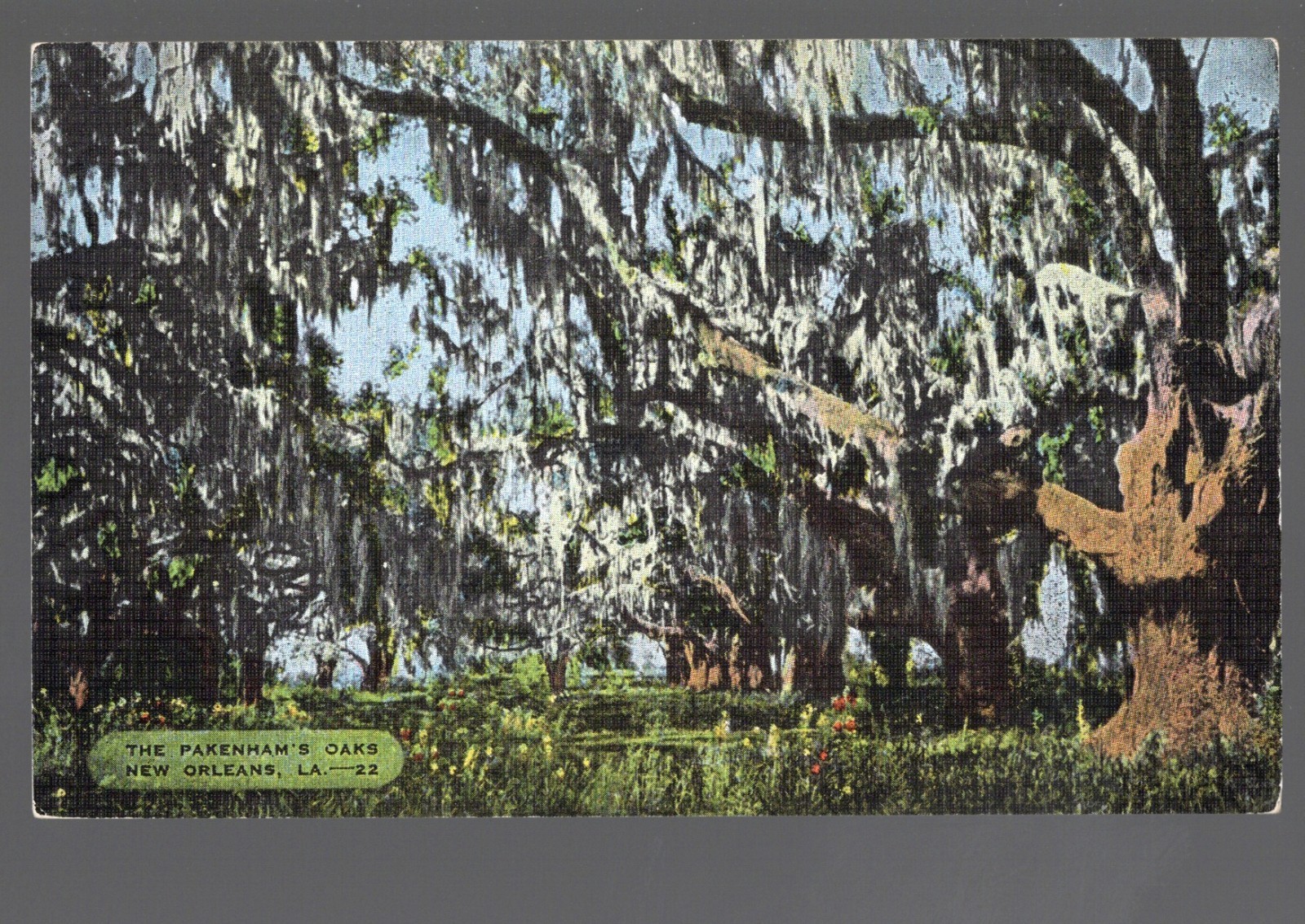 c1940 Pakenhams Oaks New Orleans LA Spanish Moss Postcard 22