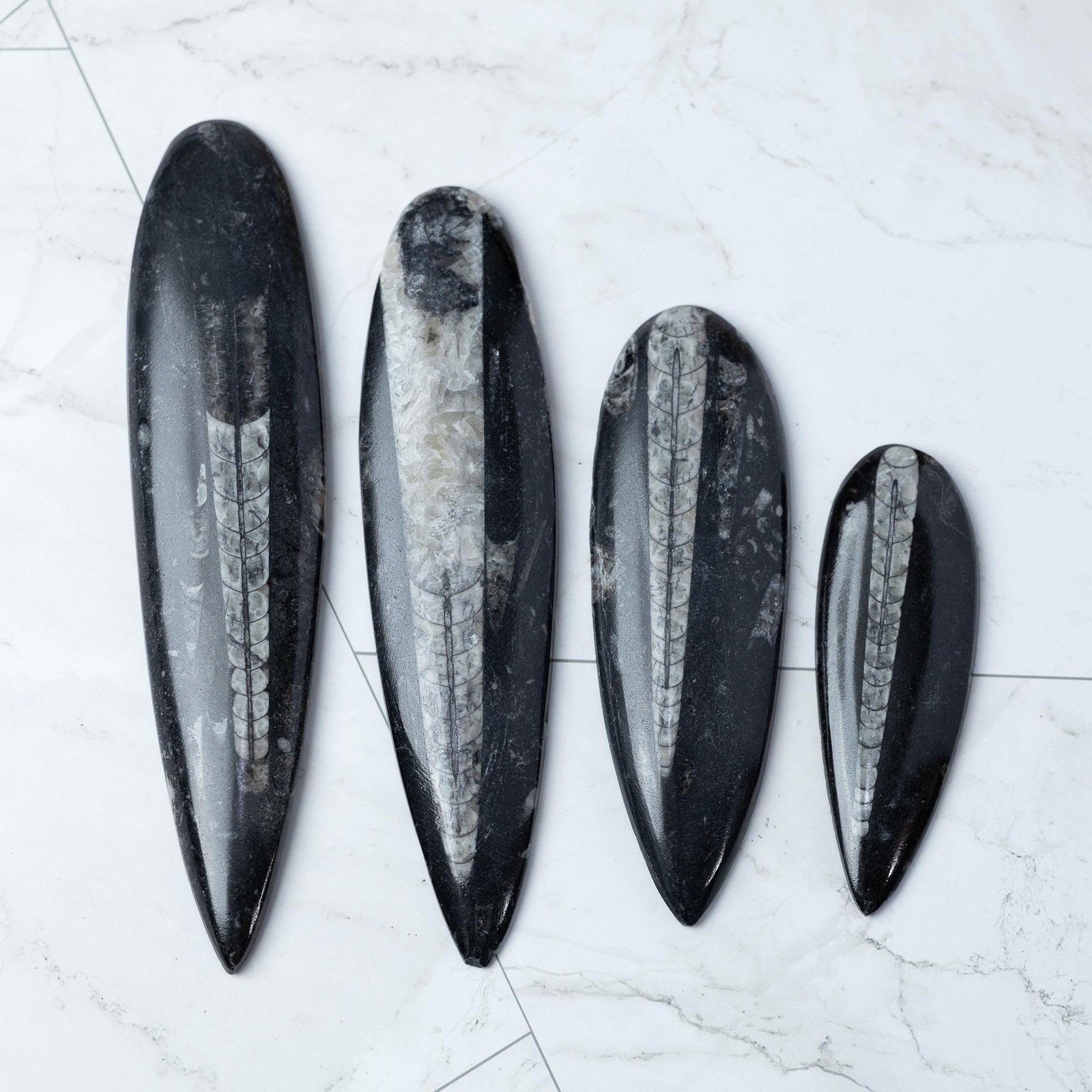 Orthoceras Fossil Natural Ancient Marine Polished Specimen Collector Gift