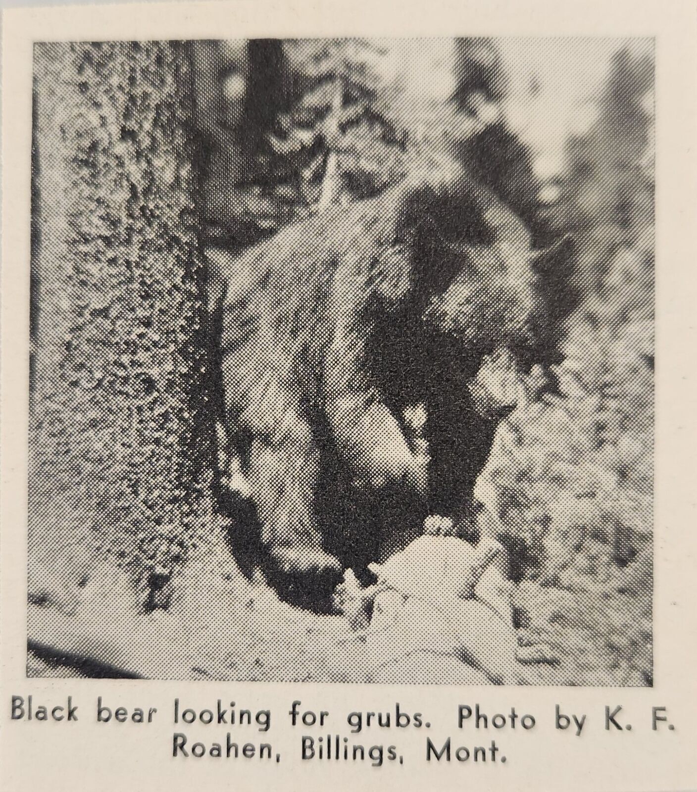 1937 Magazine Photo Black Bear Looking for Grubs Montana