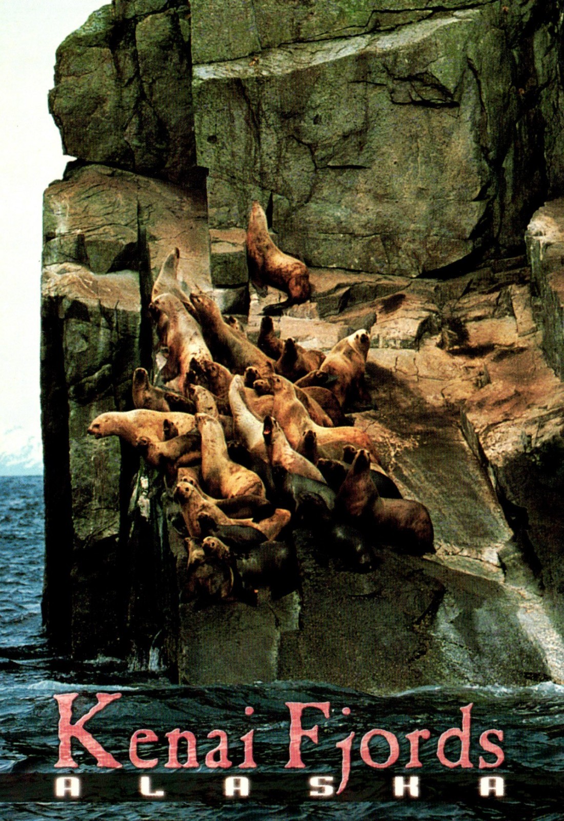 Stellar Sea Lions Kenai Fjords Alaska Postcard