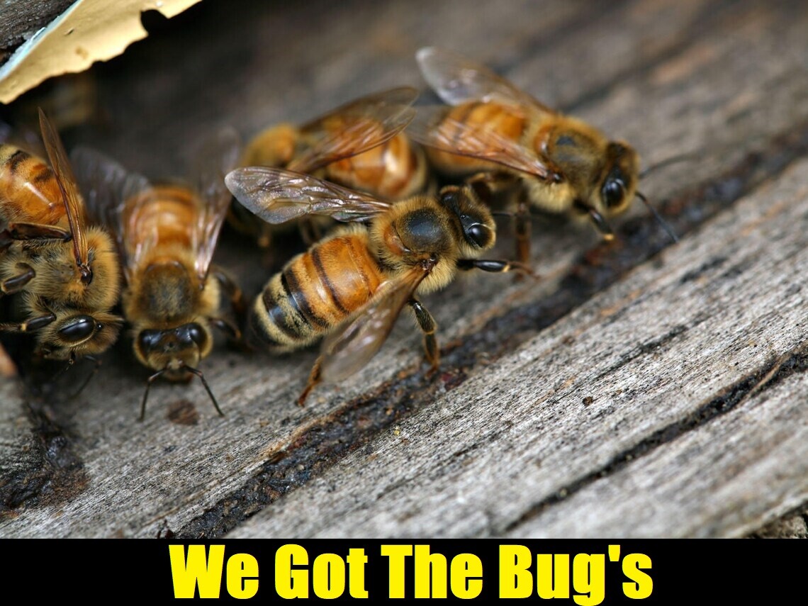  36 REAL Honey Bees DRIED They Are Suitable For Photography Taxidermy Paint More