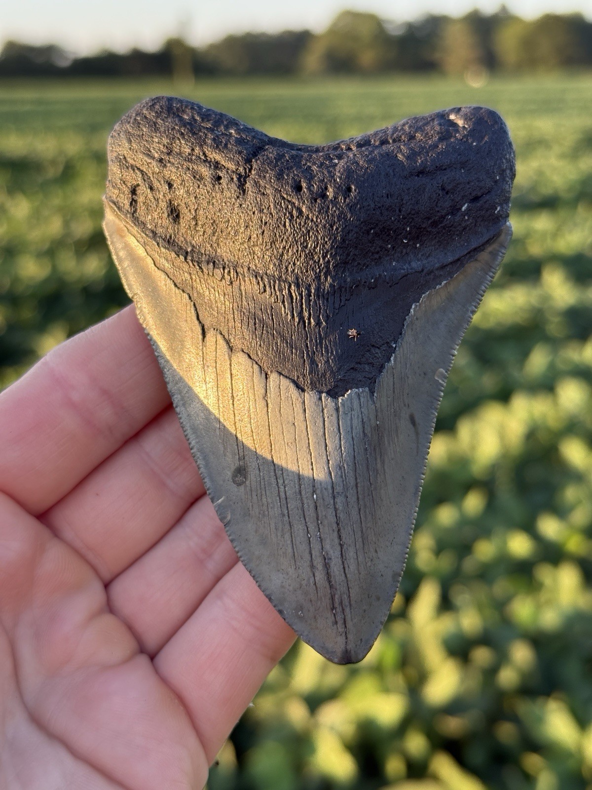 Nice Real NC Offshore Megalodon Shark Tooth Fossil 