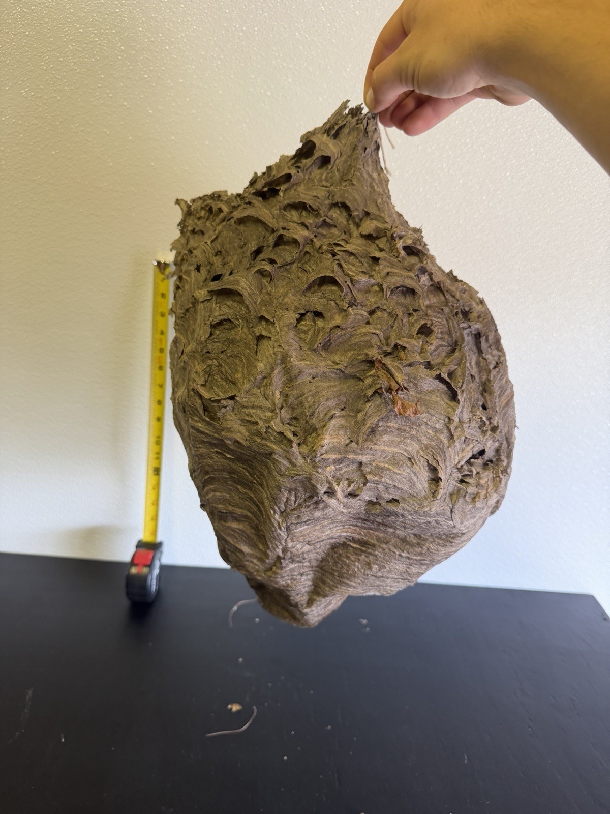 Gorgeous Bald Faced Hornets Nest HUGE XXL made In Upstate New York #3 Gorgeous Bald Faced Hornets Nest HUGE XXL made In Upstate New York #3