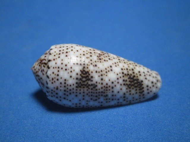 Conus stercusmuscarum Linnaeus,1758 \