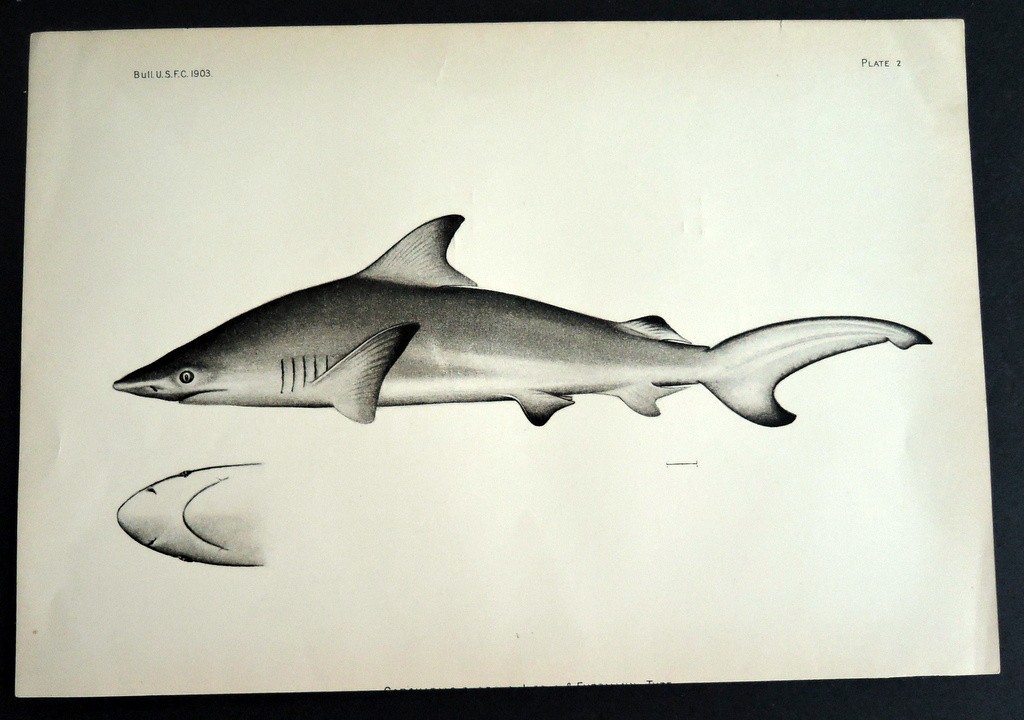 Vintage 1903 Hawaiin Fish B & W Lithograph SHARK Vintage 1903 Hawaiin Fish B & W Lithograph SHARK