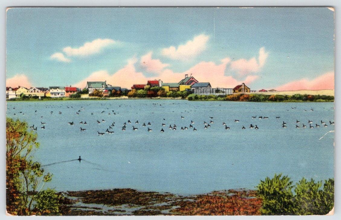 1950-70\'s REHOBOTH BEACH DELAWARE WILDLIFE SCENE SILVER LAKE POSTCARD