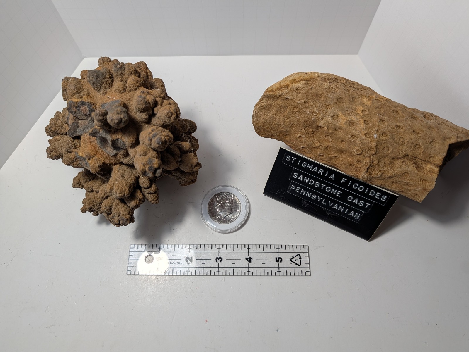 Stigmaria Fossil Lycopod Root Oklahoma Botryoidal Iron Oxide Concretion Lot 2 pc