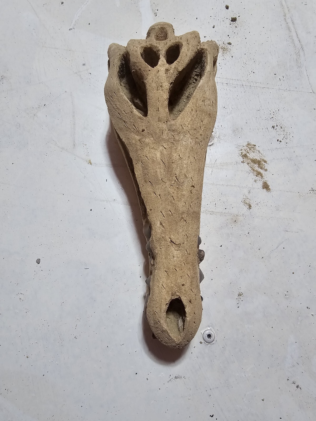 Amazing Crocodile Skull fossil is a stunning artifact from the prehistoric world