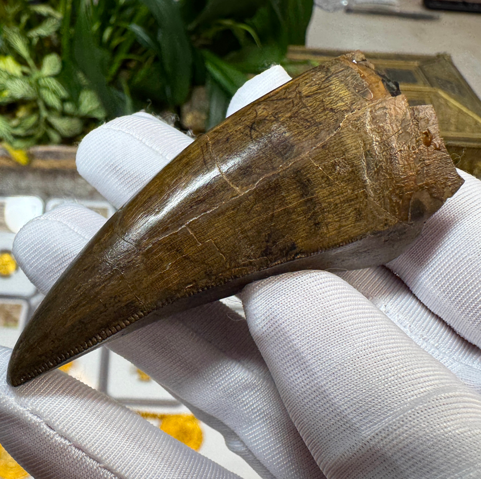 AUTHENTIC T-REX TOOTH LUKE LARSON RESTORED TYRANNOSAURUS REX DINOSAUR FOSSIL