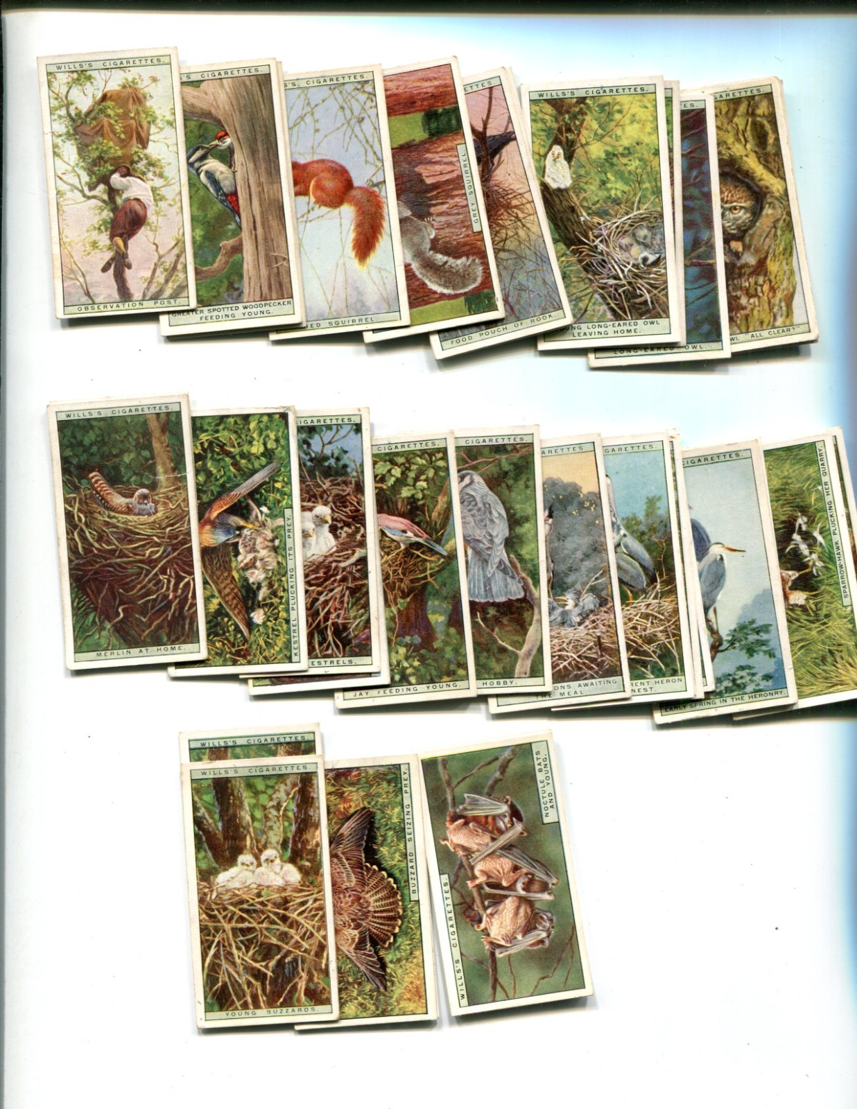 1925 W.D. & H.O. WILLS LIFE IN THE TREE TOPS 50 DIFFERENT TOBACCO CARD SET