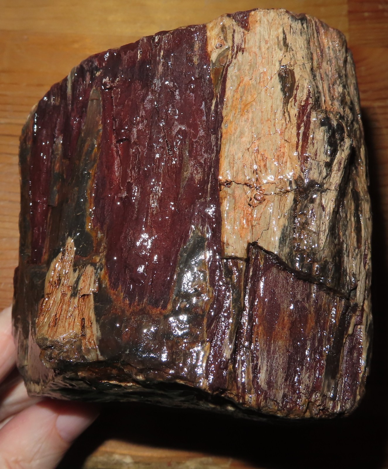 petrified wood Klickitat County WA  near Goldendale sealed rare burn marks knot