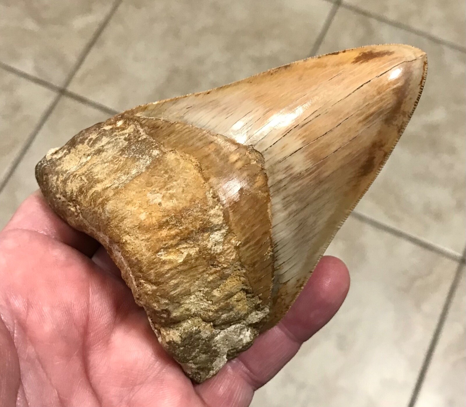 XL-UNIQUELY INCREDIBLE & VERY THICK INDO LOWER-4.88”-MEGALODON SHARKTOOTH FOSSIL XL-UNIQUELY INCREDIBLE & VERY THICK INDO LOWER-4.88”-MEGALODON SHARKTOOTH FOSSIL