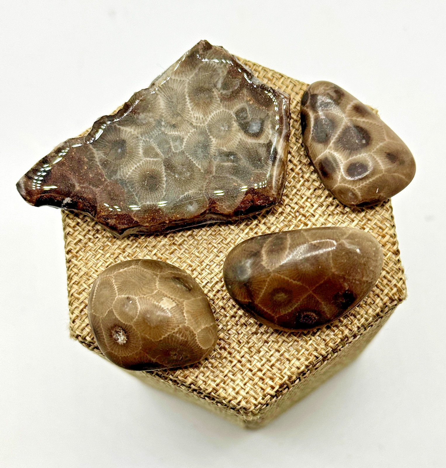 **NEW** AN ASSORTMENT OF PETOSKEY STONES AND SLABS - **NEW** AN ASSORTMENT OF PETOSKEY STONES AND SLABS -