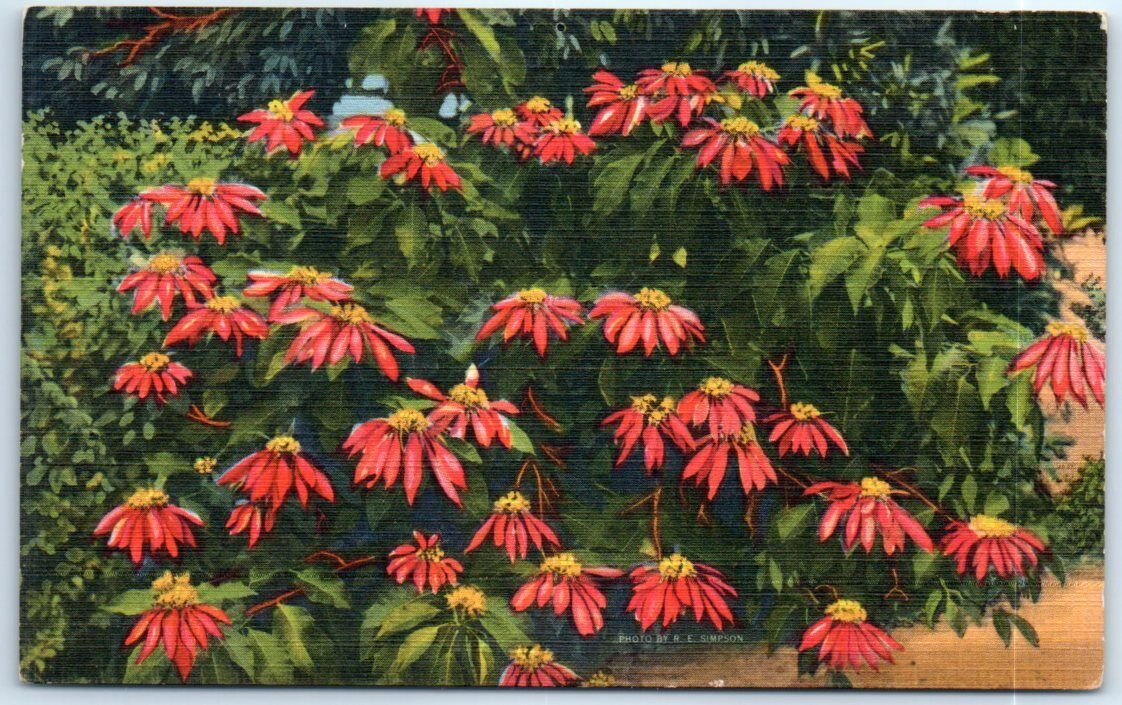 Postcard - Poinsettias