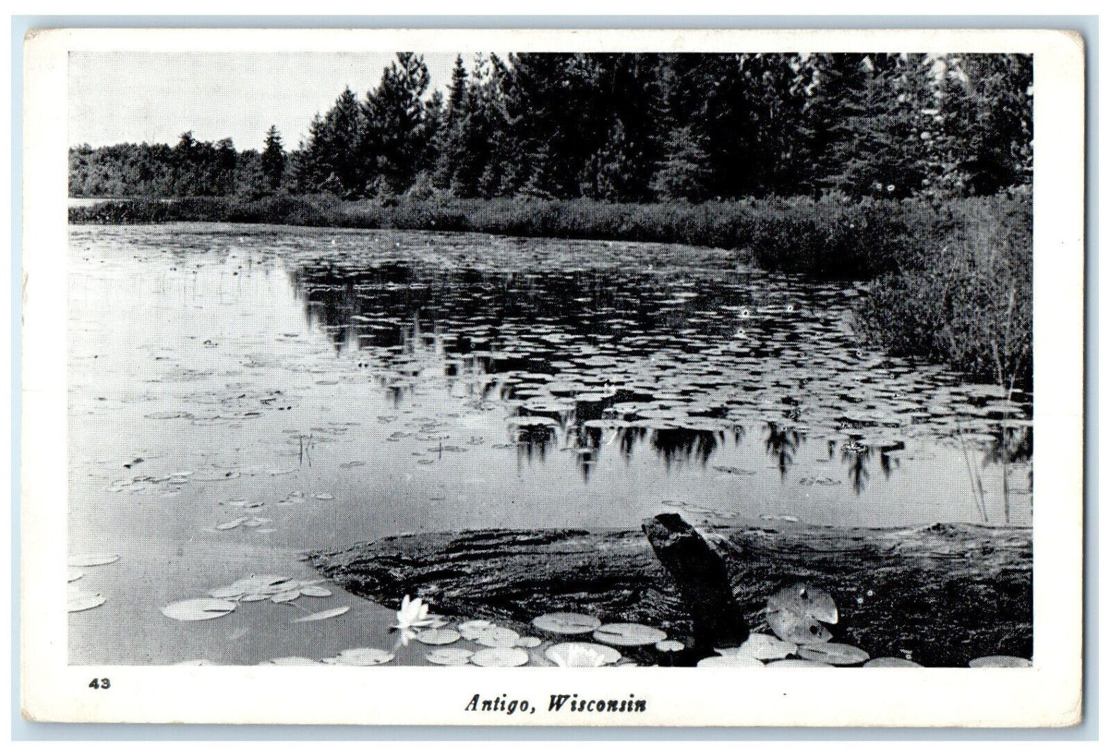 c1950's Water Lilies Growing in Pond at Antigo Wisconsin WI Vintage Postcard