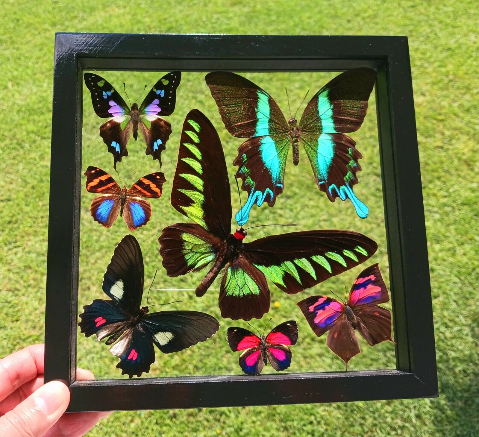 7 REAL BUTTERFLIES AMAZING COLORS MOUNTED WOOD DOUBLE GLASS 8.5