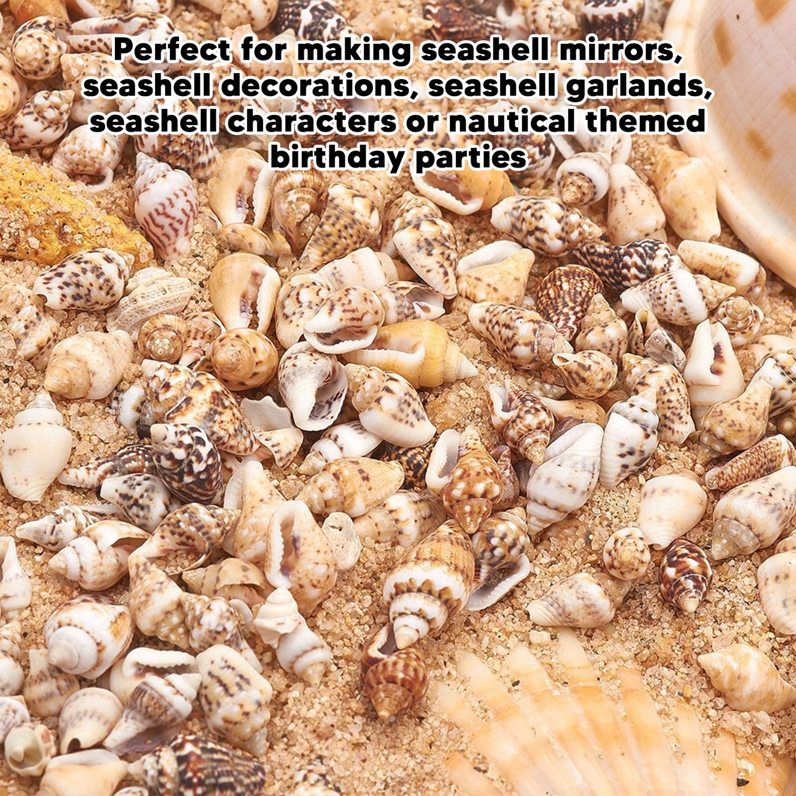 1 Can Tiny Sea Shells Non Porous Natural Spiral Seashells Conch For DIY Fis NEKX