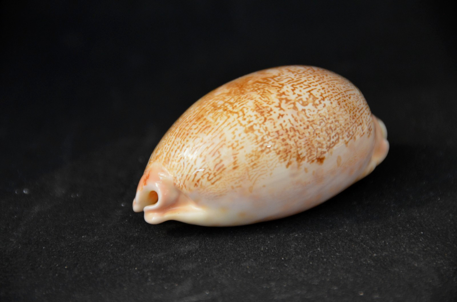 Scarce Specimen Leporicypraea  mappa alga 63.1 mm  - orange aperture