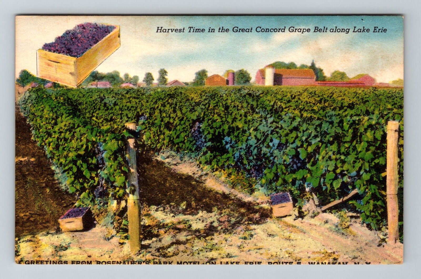 Lake Erie NY-New York, Concord Grape Field during Harvest Time Vintage Postcard