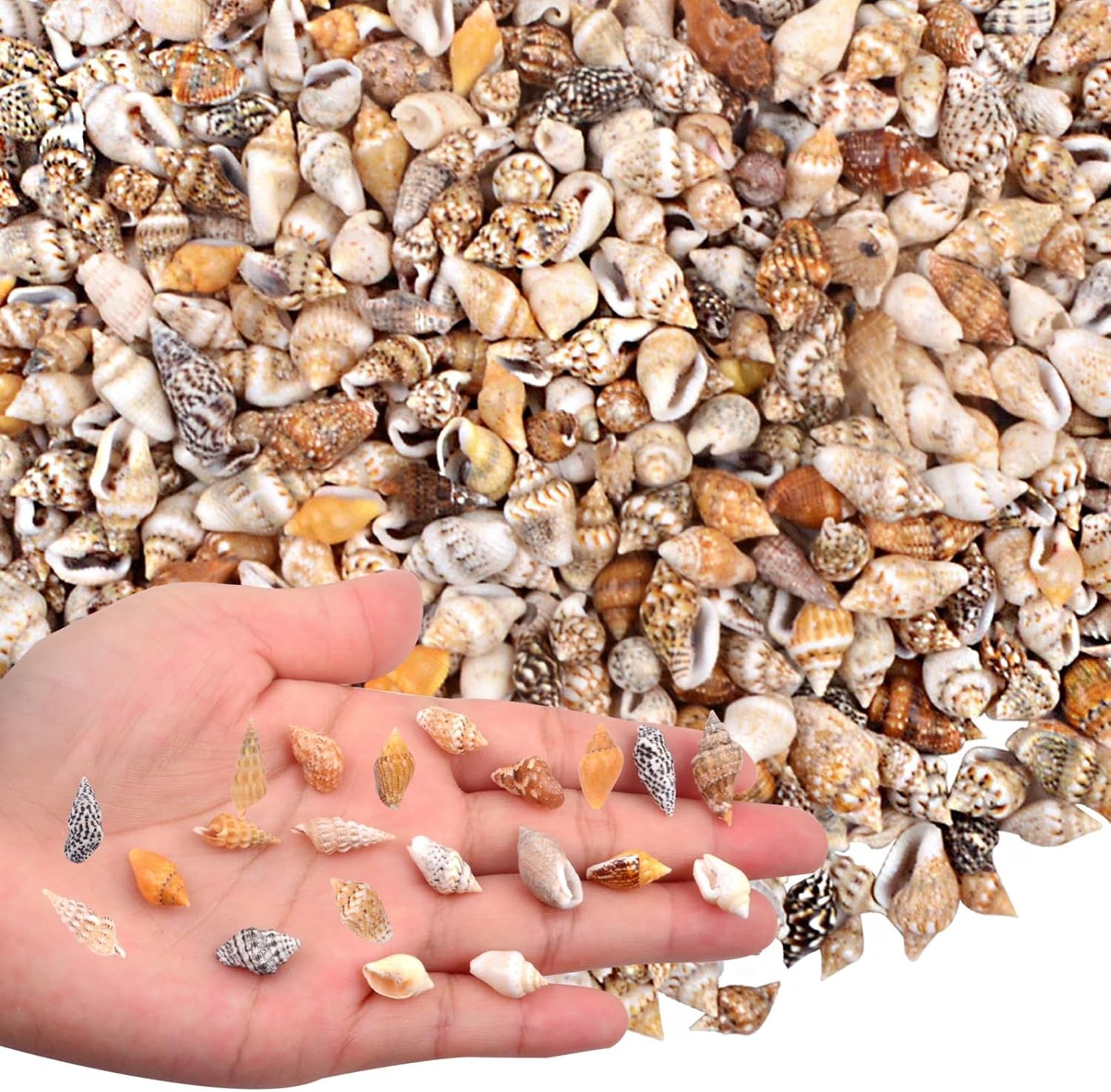 AGNURCADE about 1000Pcs(200G) Small Sea Shells Tiny Mixed Natural Spiral Conch S AGNURCADE about 1000Pcs(200G) Small Sea Shells Tiny Mixed Natural Spiral Conch S