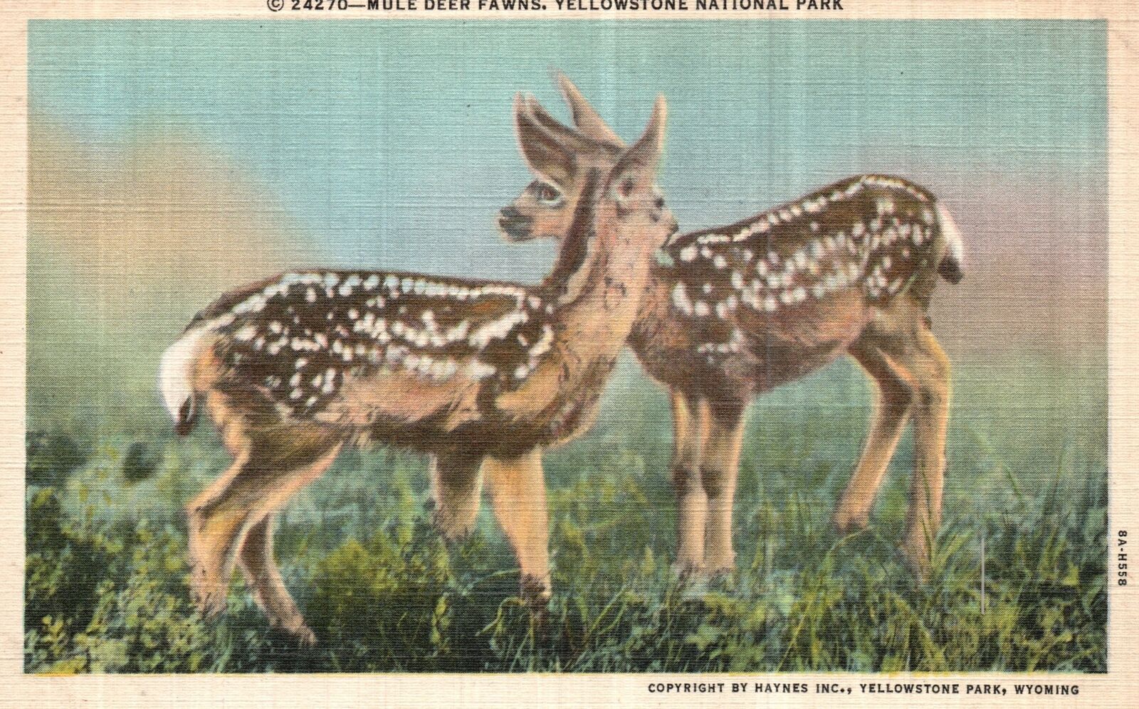 Mule Deer Fawns Yellowstone National Park County Wyoming Vintage Postcard 1940\'s