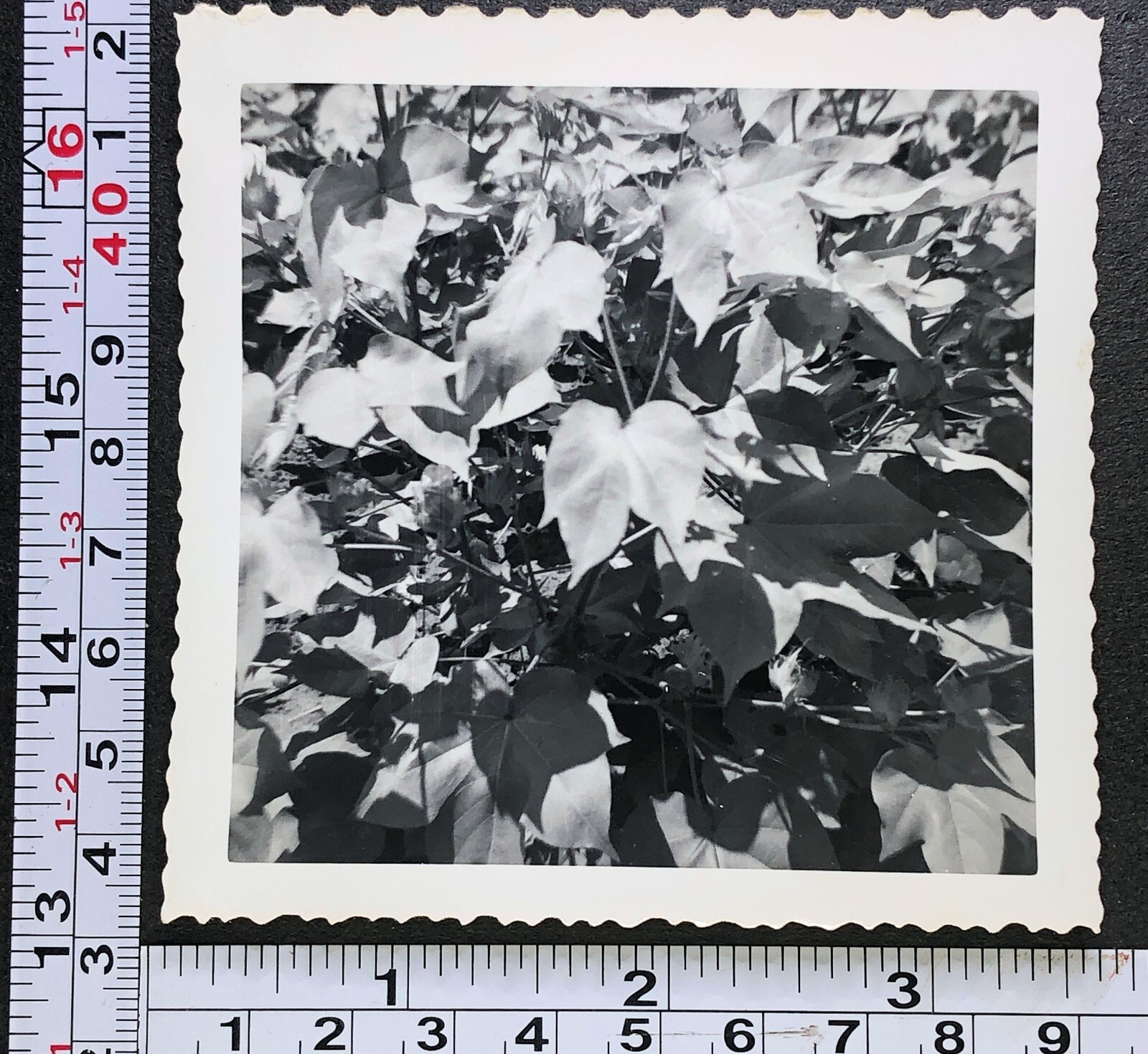 Closeup of Cotton Plants Field Near Warner OK 1952 Farming Photo Snapshot