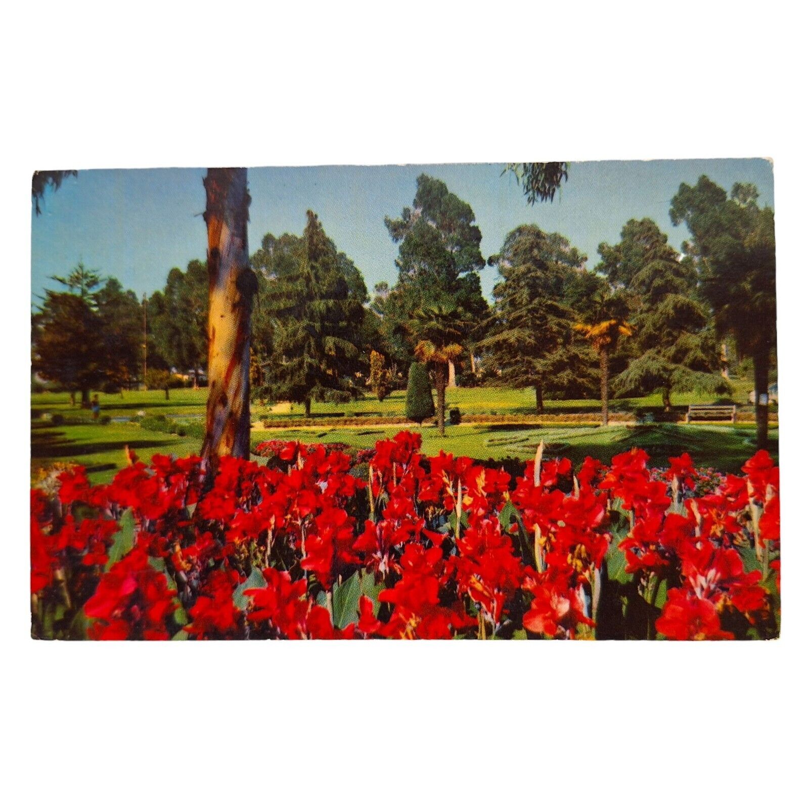 Postcard Recreation Park Long Beach California Red Lillies Flowers Chrome