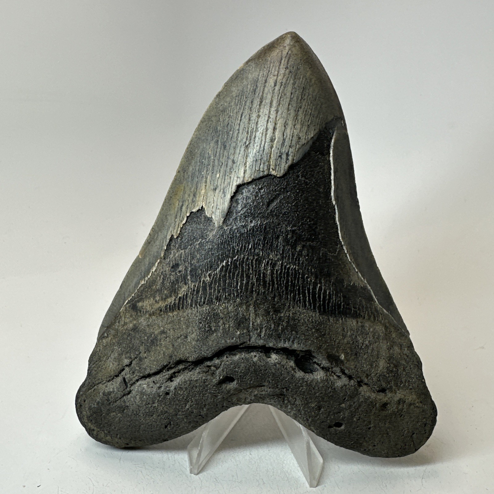 Megalodon Shark Tooth 5.65 Inch - Huge - Authentic Fossil - Amazing Real 20302
