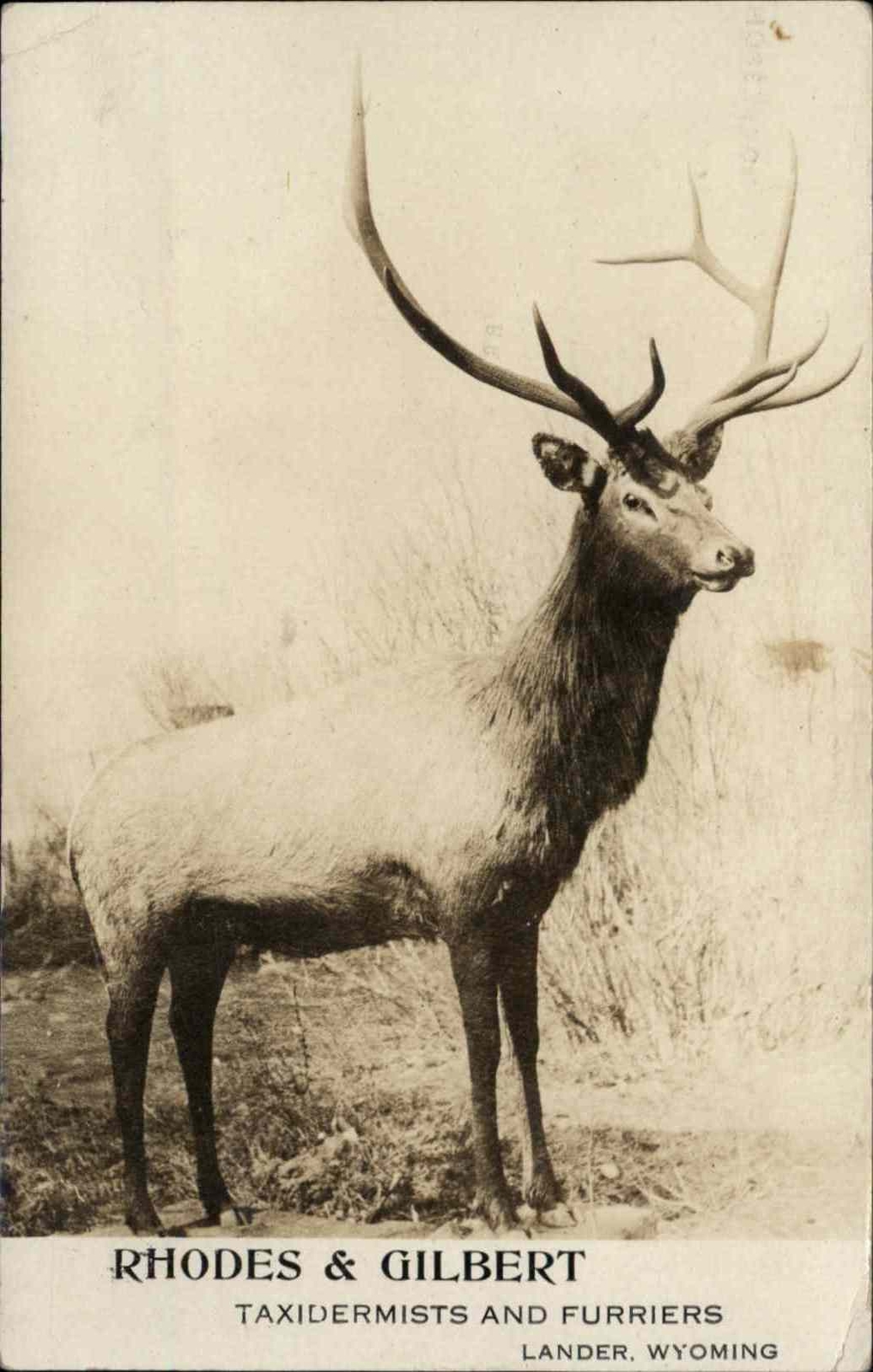 Lander WY Rhodes Gilbert Taxidermists Furrier Taxidermy Deer Stag RPPC c1910 Lander WY Rhodes Gilbert Taxidermists Furrier Taxidermy Deer Stag RPPC c1910
